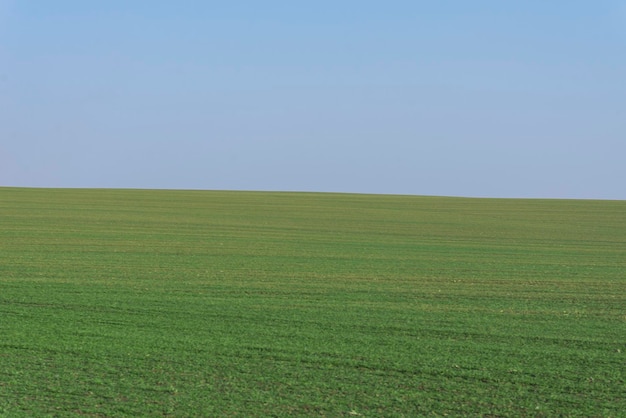 Groen veld met blauwe lucht als achtergrond.