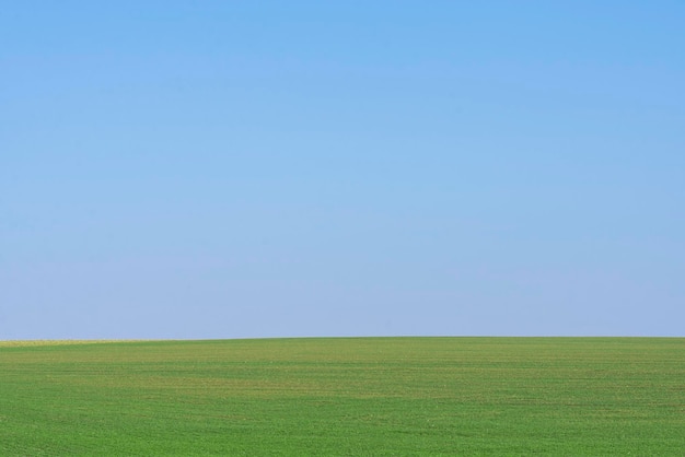 Groen veld met blauwe lucht als achtergrond