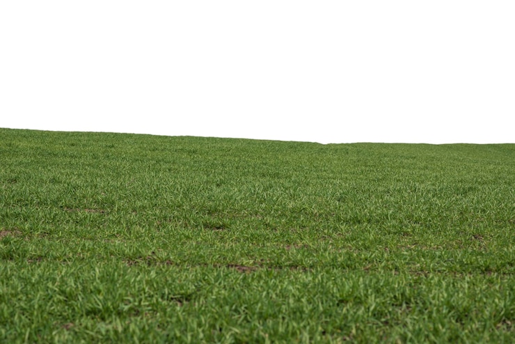 Foto groen veld met blauwe lucht op de achtergrond