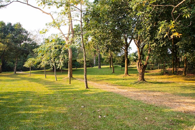 Groen veld met bomen in de parklandschapsmening
