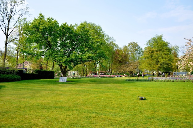 Groen veld met een boom in het Keukenhof-park in Holland