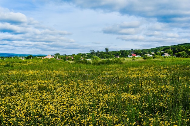 Groen veld met gele bloemen op een zomerdag