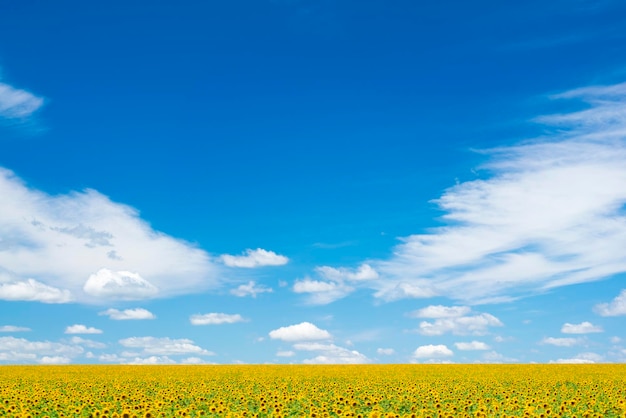 Groen veld met gele zonnebloemen onder een blauwe lucht met wolken