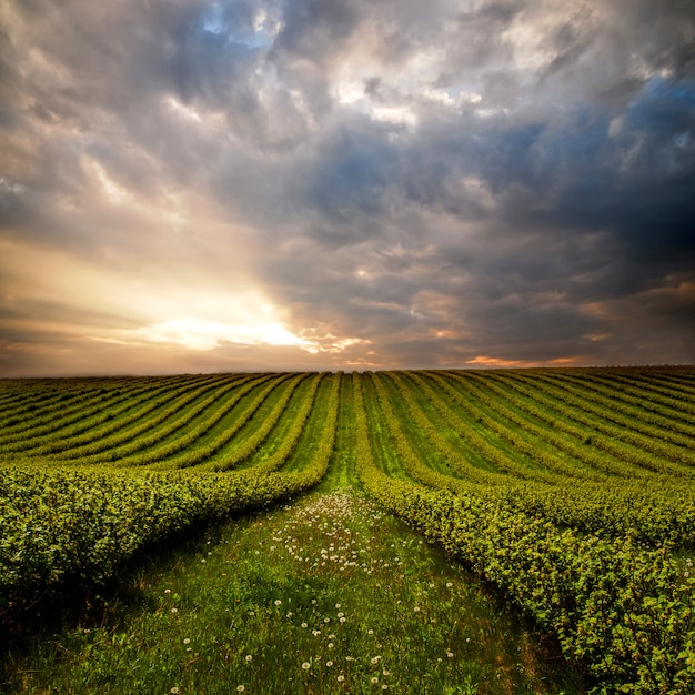 Groen veld met struiken