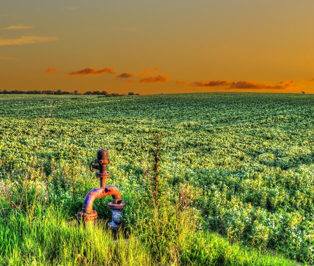 Groen veld onder een kleurrijke lucht bij zonsondergang in hdr