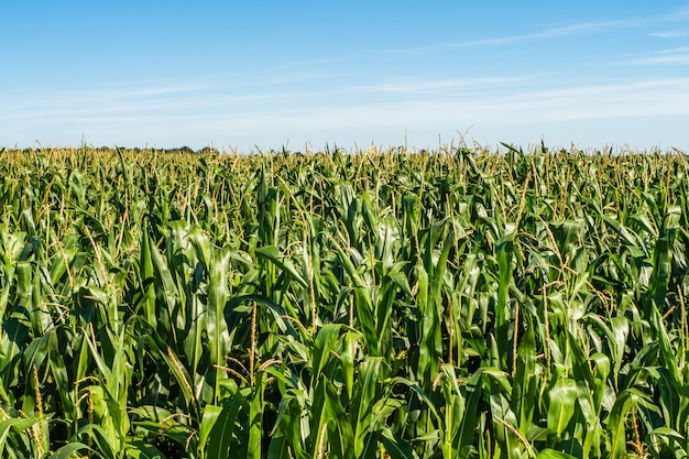 Groen veld van maïs opgroeien