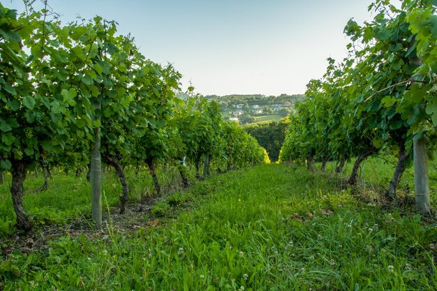 groen veld van wijngaarden met verse jonge druiven