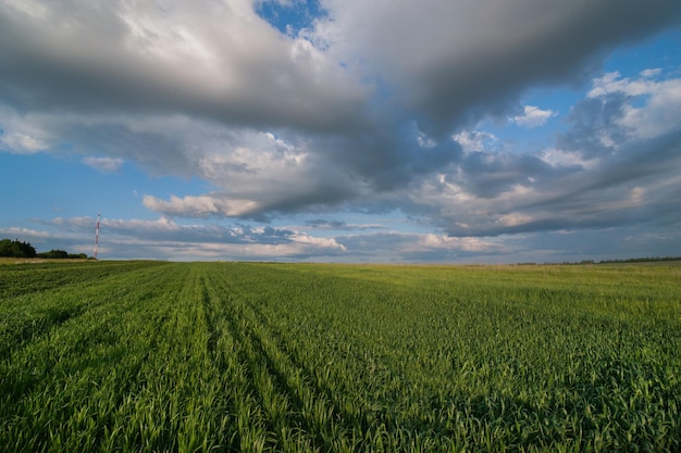 Groen veld wintertarwe gras pittoreske lucht met wolken