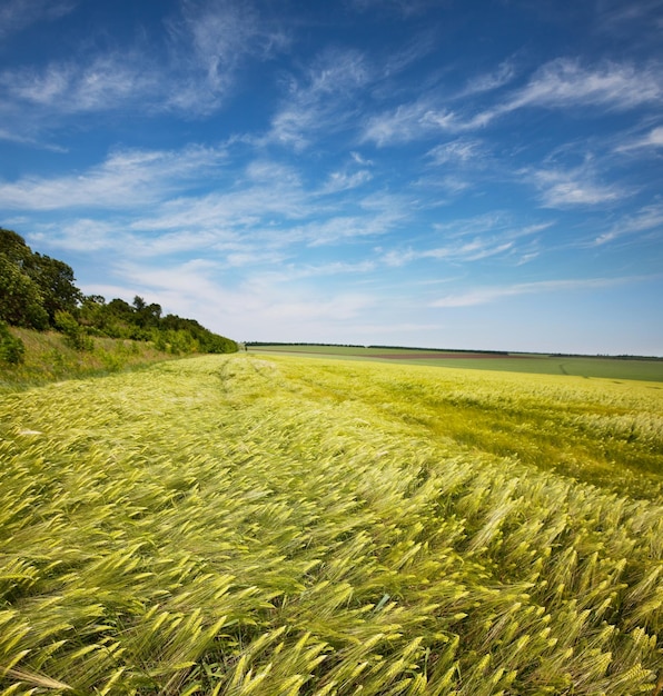 Foto groen veld