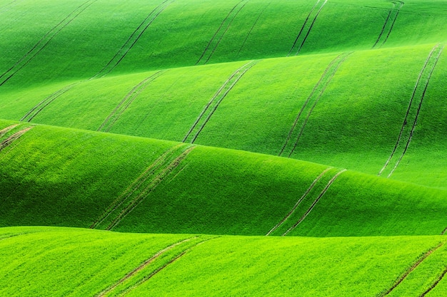 Foto groen veldenlandschap.