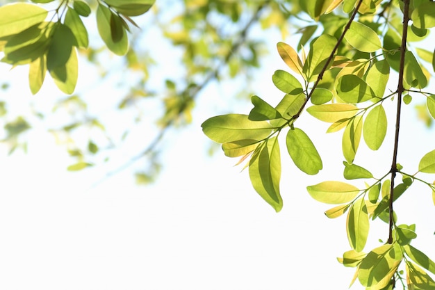 Groen verlof isoleren op witte achtergrond