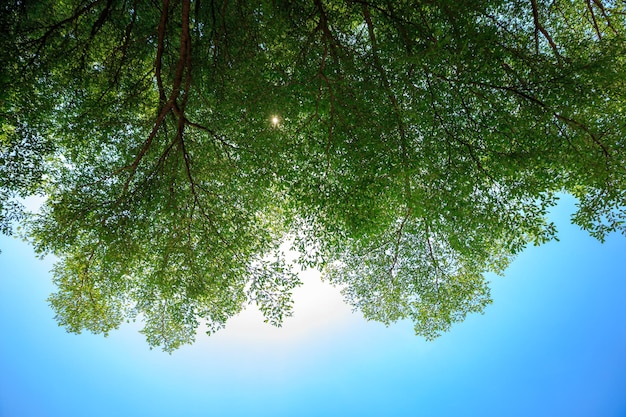 Groen verlof op de boom met blauwe lucht