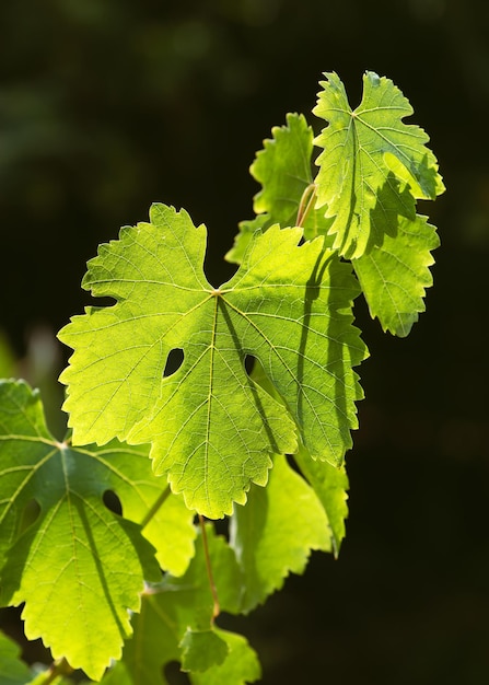 Groen vers druivenblad met ranken en jonge bladeren in een prachtig tegenlicht