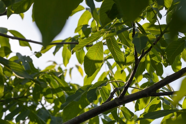 Groen vers gebladerte van een walnoot in de lente, verlicht door zonlicht, close-up