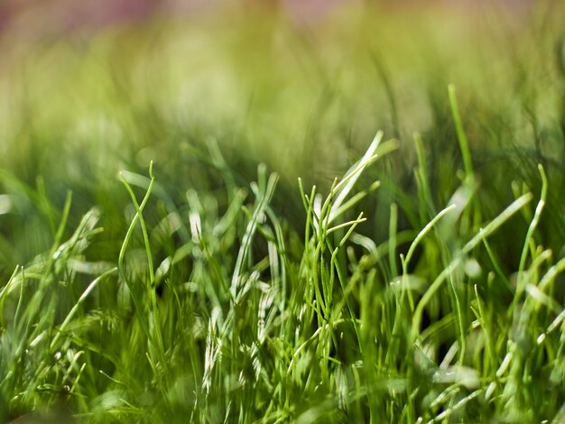 Groen vers gras lente achtergrond.