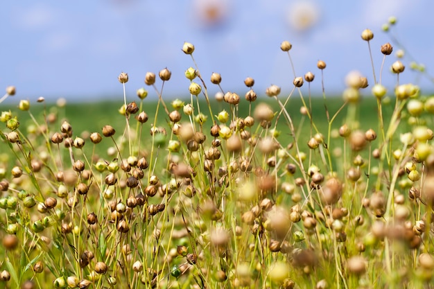 Groen vlas klaar om te oogsten, een landbouwgebied waar vlas groeit, dat wordt gebruikt voor de productie van linnen stoffen