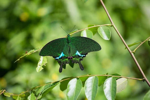 Groen vlinderinsect in de aardhabitat, zittend in de groene bladeren, thailand, Azië. Wildlife scène uit groen bos.