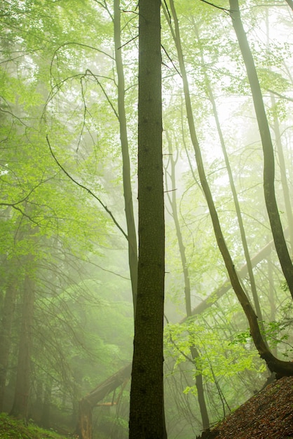 Groen warm mistig bos met gouden zonnestralen op de achtergrond Kleine Fatra bergen Slowakije natuur