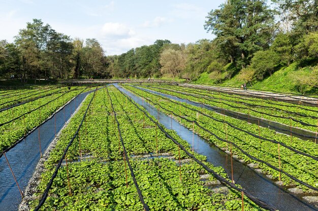 Groen Wasabi-veld