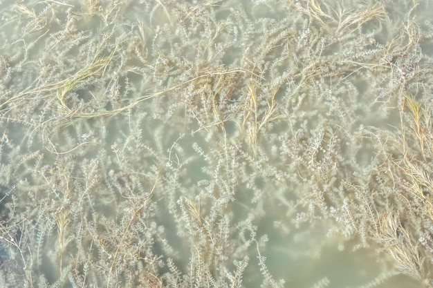 Groen water en algen op de bodem van de rivier