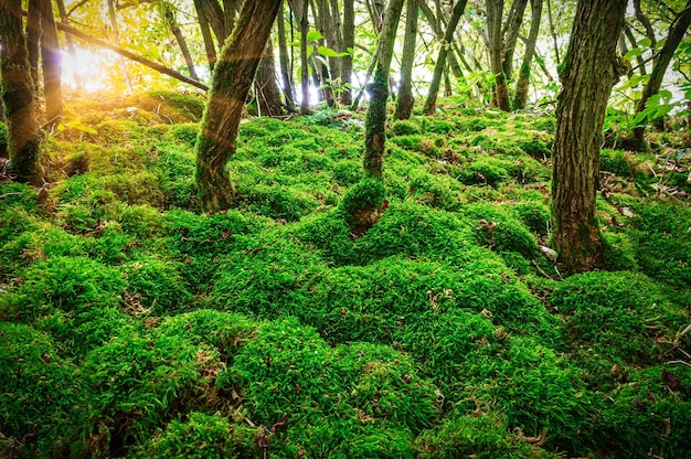 Groen weelderig mos in het regenachtige bos