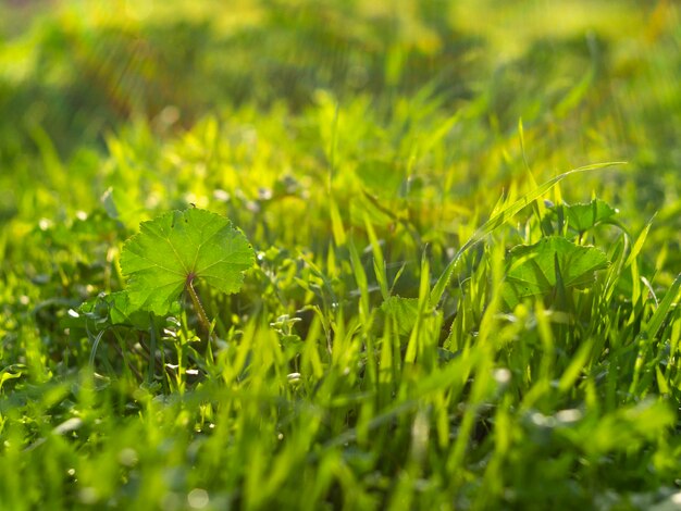 Groen wild gras in de zonlichtclose-up