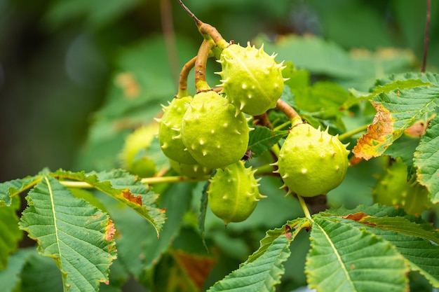 Groen wild kastanjefruit op de tak Boom Castanea soms genoemd Paardekastanje