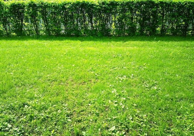 Groen zomergras met struikenachtergrond