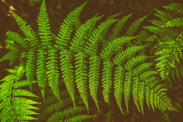 Groen zomervarenblad in het bos Donkere vintage hipsterachtergrond