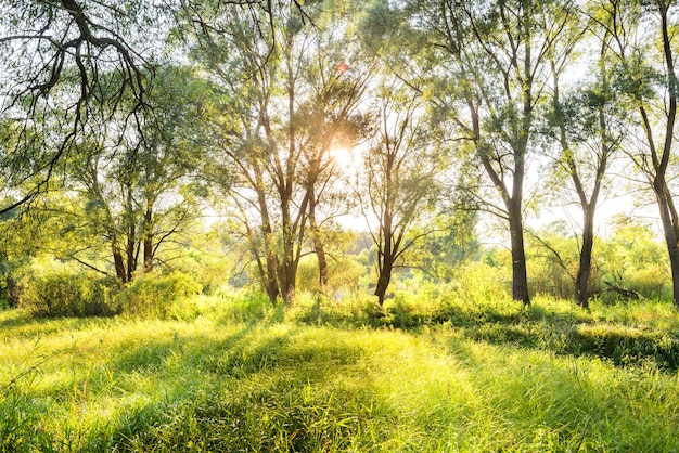 Groen zonnig park. Landschap met zon schijnt door bomen