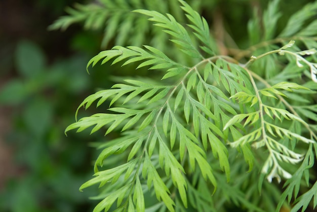 Foto groenachtergrond van aardinstallatie en blad