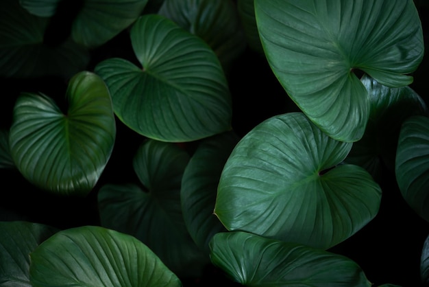 Foto groenachtergrond van aardinstallatie en blad