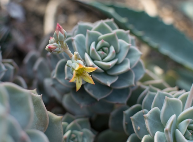 groenblauwe vetplant met gele bloemen