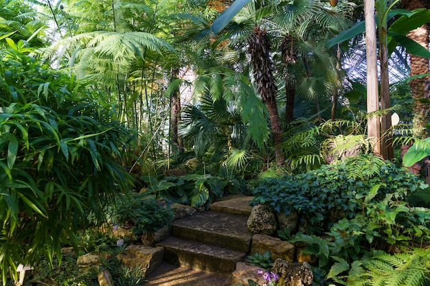 Groenblijvende botanische tuin of kas interieur met exotische palmbomen en tropische struiken planten