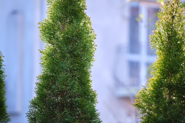 Groenblijvende decoratieve thuja-bomen die voor het huis of in de achtertuin groeien Tuin- en landschapsarchitectuurconcept