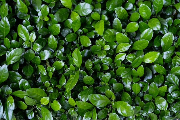 Groenblijvende haagplanten oppervlak Natuurlijke muur planten achtergrond