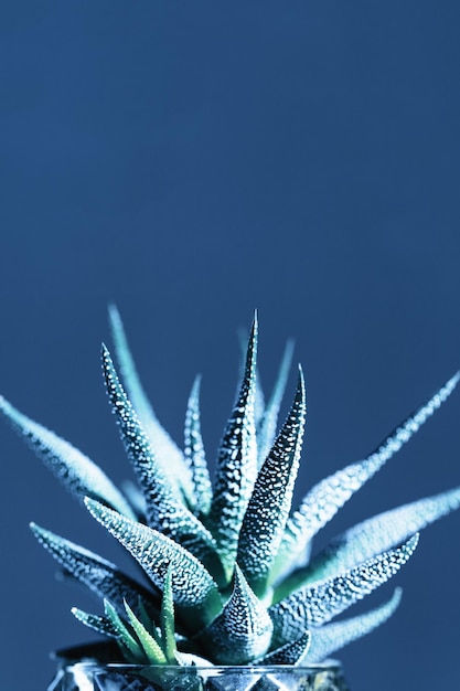 Groenblijvende sappige haworthia close-up klassieke blauwe getinte afbeelding Natuurlijke omgeving achtergrond