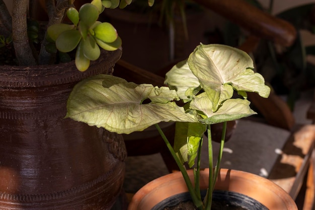 Groenblijvende verse syngonium verlaat close-up