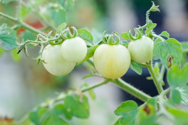 Groene aalbes Tomaat in de moestuin.