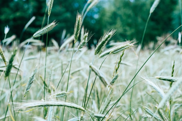 Groene aar van jonge rogge op het veld