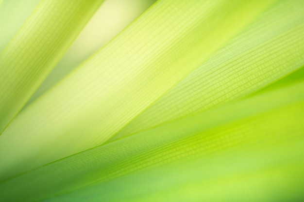 Groene aardachtergrond. Textuur van het close-up de groene blad voor het concept van het natuurlijke en versheidsbehang