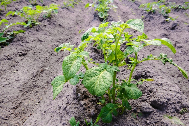 Groene aardappelstruik op het bed