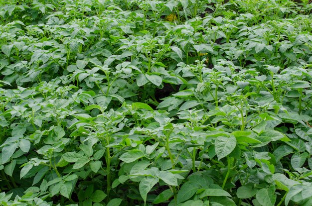 Groene aardappelstruiken die in tuin groeien die landbouwinstallaties op tuinbed kweken