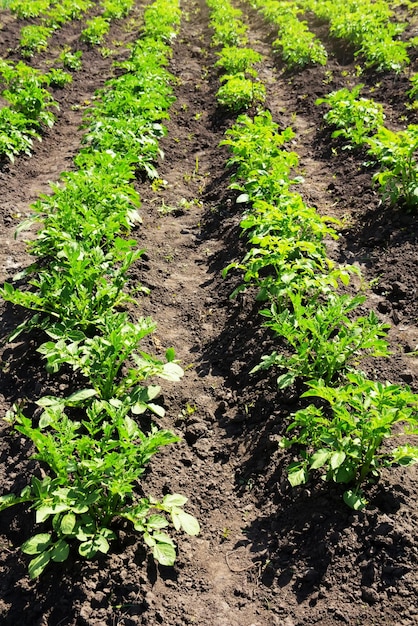 Foto groene aardappelstruiken in een zomers zonnig veld. teelt van groenten.