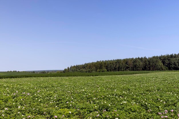 Groene aardappelstruiken in het veld