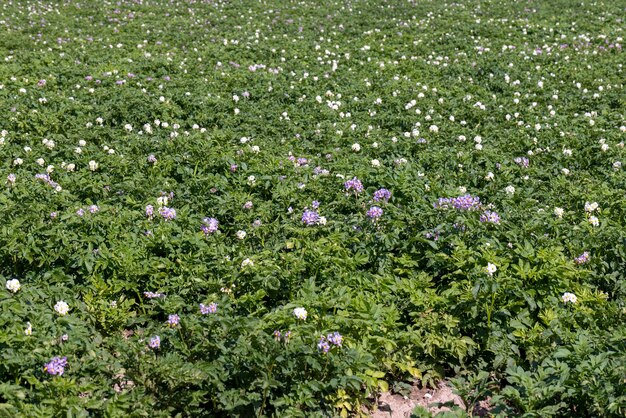 Groene aardappelstruiken in het veld