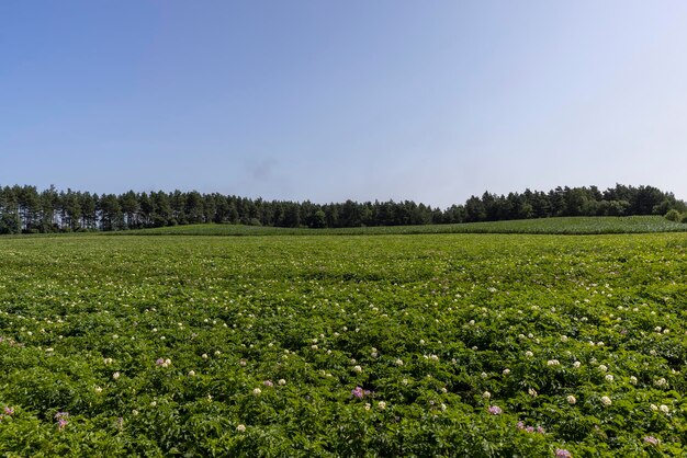 Groene aardappelstruiken in het veld