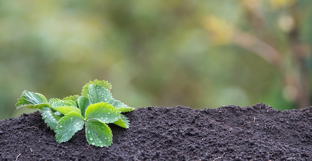 Groene aardbeistruiken die aardbeien kweken