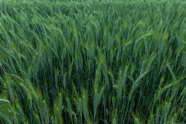 Groene aartjes van tarwe op het landbouwgebied Background