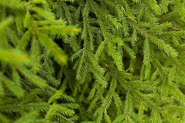 Groene abstracte achtergrond gemaakt van sparren takken